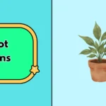 Pot puns